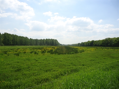 interne sloot natuurgebied grasland