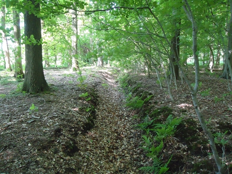 interne sloot natuurgebied bos