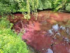 Rood water in park Oudegein