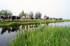 koeien-langs-de-boerensloot-veenweiden