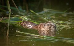 Foto zwemmende muskusrat Rob Wirtz